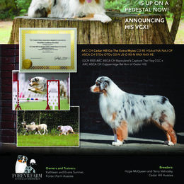 Myles - Australian Shepherd