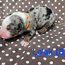 Lo'ak - Blue merle male Miniature Australian Shepherd puppy in Orrtanna, Pennsylvania from Mountain Top Shepherd's
