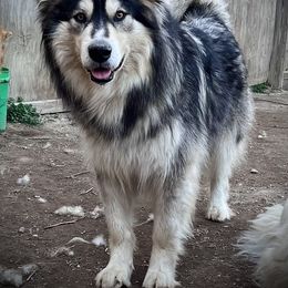 Ella - Alaskan Malamute
