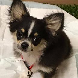 Chihuahua Puppies from Miller's Chihuahua