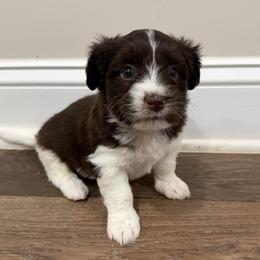 Chocolate and white male 2 - Chocolate male Havanese puppy in Douglas, Georgia from Huffer Hounds and Havanese