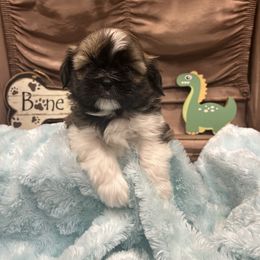 Jack - Gold and white male Shih Tzu puppy in Hibbing, Minnesota from Iron Range Shih Tzu and Puppies