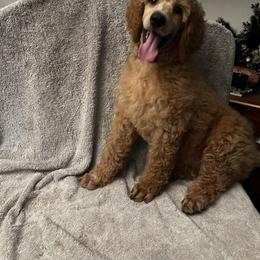 Boy 1 - Red  male Poodle puppy in Whigham, Georgia from Moonlight Poodles