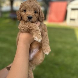 Fred - Red male Assorted Doodle Crosses puppy in Smithfield, Utah from Golden Palms Puppies