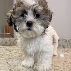 Shichon All Grown Up from Nona's Shichons