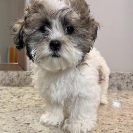 Shichon All Grown Up from Nona's Shichons