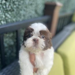 Boy 2 - Liver and white male Shih Tzu puppy in Troy, Michigan from "Shihtzu Best Friend"