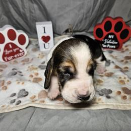 Rainbow Collar girl - Black brown and white female Basset Hound puppy in Richland Hills, Texas from The Basset Family