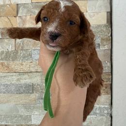 Green collar male - Red  male Poodle puppy in Miami, Florida from Poodles 4 Life