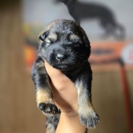 Lyrix- Light Blue Collar Female - Sable female German Shepherd puppy in Hawthorne, Florida from Lace's High Flying German Shepherds And Golden Retrievers