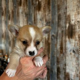 Jesse - Red male Pembroke Welsh Corgi puppy in Berea, Kentucky from SunShine Corgis