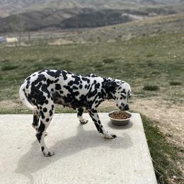 Dottie  - Dalmatian