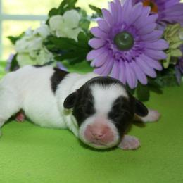 Australian Labradoodle Puppies from Windsor Creek Labradoodles