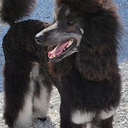 Poodles from Savvy and Friends, LLC
