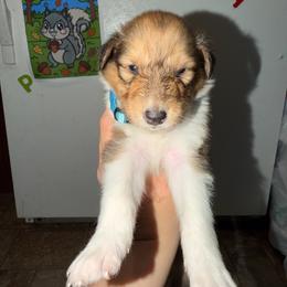 Shadow - Sable and white male Collie puppy in Roanoke, West Virginia from Rustic ridge collies