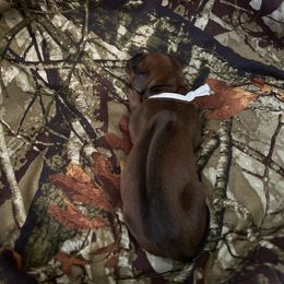 White - Rd whtn blk nose male Rhodesian Ridgeback puppy in Ocala, Florida from DogWood Kennels