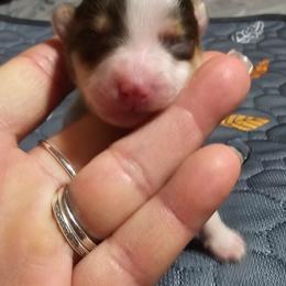 Woody - Parti male Yorkshire Terrier puppy in Hamilton, Ohio from Purebred Yorkies of Ohio