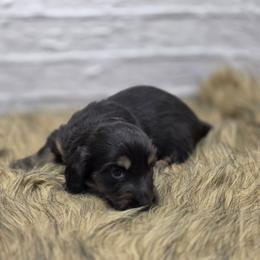 Rover - Black and cream male Dachshund puppy in Norwood, Missouri from Madra's Dashing Doxies