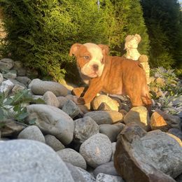 Boy 2 - Fawn brindle and white male Bulldog puppy in Marysville, Washington from English Bulldogs WA