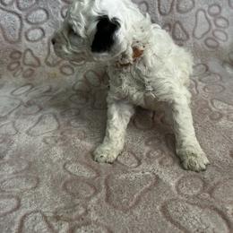 Grace - Parti female Poodle puppy in Berkeley, California from Poodle Parade