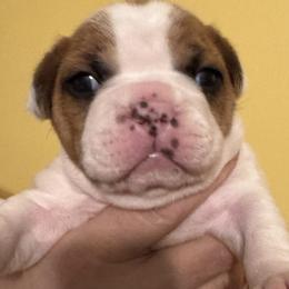Boy 1 - Fawn and white male French Bulldog puppy in Litchfield, Ohio from Rock N’ Roll Frenchies