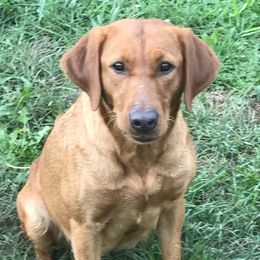 Honey - Labrador Retriever