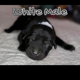 White collar male - Black male Labrador Retriever puppy in Moore, Oklahoma from Okiehuntinboyz Labrador Retrievers