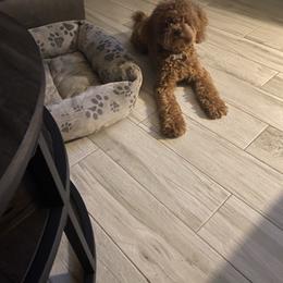 Goldendoodle puppies from Gandy’s Tails of Joy