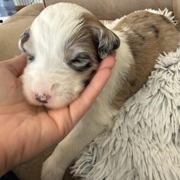 Girl 1 - Merle female Assorted Doodle Crosses puppy in Sturtevant, Wisconsin from Raising Doodles