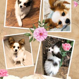 Papillon All Grown Up from OK Papillons