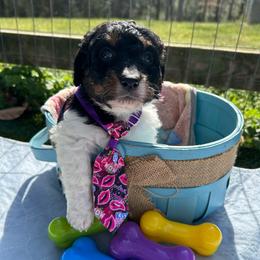 Babycakes - Tri-color male Bernedoodle puppy in Camden, North Carolina from Oopsie Doodles of NC