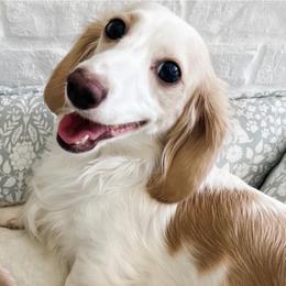 Coquette - Dachshund