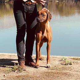 Rhodesian Ridgeback All Grown Up from Allegro Rhodesian Ridgebacks