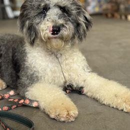 Toffee - Trained Puppy - Merle female Sheepadoodle puppy in Youngstown, Florida from Wonderland’s Boujie Kennels