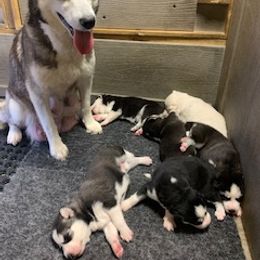 Siberian Husky Puppies from Mill Creek Siberian Huskies