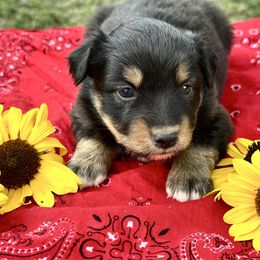 Stetson June - Black tri female Miniature American Shepherd puppy in Bayard, Nebraska from Puppies by Alies