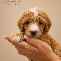 Emmett - Apricot male Goldendoodle puppy in Lake Charles, Louisiana from Perfect Fit Poodles & Doodles