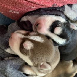 Siberian Husky Puppies from The Husky Husky Hut