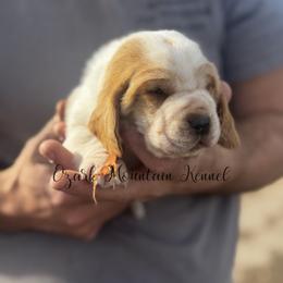 Orange boy - Red and white male Basset Hound puppy in Conway, Missouri from Ozark Mountain Kennel