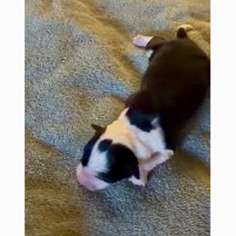 July - Black and white female Border Collie puppy in Lebanon, Oregon from Cahill’s Canines