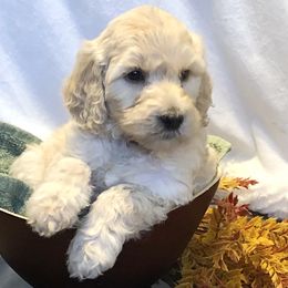 Goldendoodle Puppies from Beary GoldenDoodles