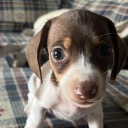 Dachshunds from Doodleville