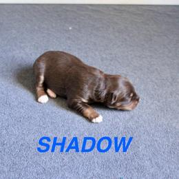 Shadow - Red tri male Miniature Australian Shepherd puppy in Fort Smith, Arkansas from Rye Hill Aussies