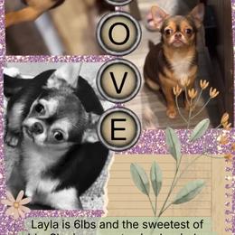 Layla - Chocolate and tan female Chihuahua puppy in Colorado from American Dream Chihuahua’s