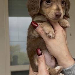 Boy 1 - Blizzard KLARNA IS AVAILABLE - Chocolate and cream male Dachshund puppy in Hutto, Texas from R.G. Dachshunds