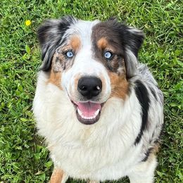 Faith - Australian Shepherd