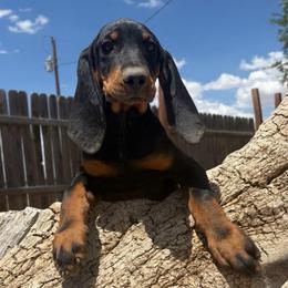 Sassy Red Girl - Black and tan female Black and Tan Coonhound puppy in Pueblo, Colorado from BT Coonhound