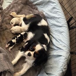 Cavalier King Charles Spaniel puppies from PAW’S Cavaliers