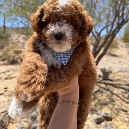Thumper - Red  male Goldendoodle puppy in Goodyear, Arizona from GAMMIE’S DOODLES