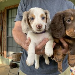 Dachshund Puppies from Linda B’s Dachshunds